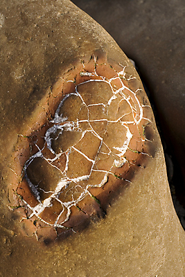 포토 JPG 해외이미지 동물 바다 백그라운드 생물 사람없음 껍질 질감 화석 암초 고생물 선사시대 내추럴 지질학 각인 막 해외202004 해외포토 교육 역사 파일형식 이미지허브