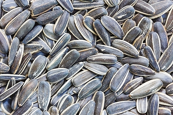 포토 JPG 해외이미지 모양 식물 라이프스타일 계절 꽃 음식 백그라운드 패턴 농업 다이어트 채소 재료 자연 조류 해바라기 건조 건강 요리 씨앗 사람없음 농작물 검은색 코트 껍질 흰색 최고 그룹 맛 작음 시리얼 굽기 먹기 묘사 유기농 질감 알맹이 날것 내추럴 고립 짠맛 채식주의자 해외202004 해외포토 동물 웰빙 산업 컬러 컨셉 무늬 모션 생활 외투 크기 구이 생태계 채식 파일형식 이미지허브