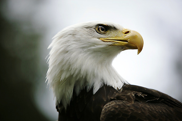 포토 JPG 해외이미지 야생동물 여행 캐나다 조류 사람없음 미국 흰색 손목시계 깃털 웅장함 해외202004 해외포토 동물 시계 컬러 북아메리카 장신구 파일형식 이미지허브