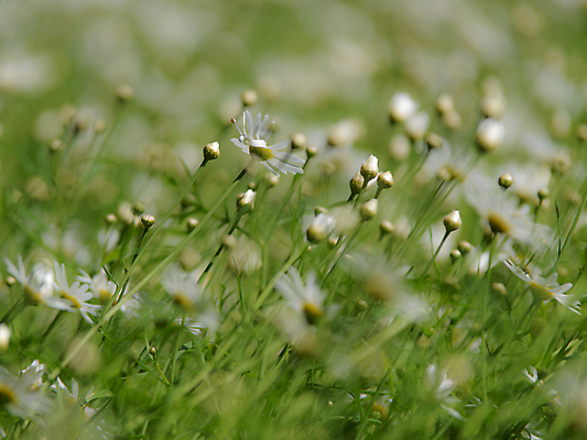 포토 JPG 해외이미지 식물 디자인 계절 공원 꽃잎 꽃 줄기 백그라운드 꽃무늬 밭 자연 건강 사람없음 야외 초록색 파란색 햇빛 태양 약 노란색 정원 맑음 봄 벚꽃 흰색 시골 그룹 허브 묘사 에코 데이지 내추럴 모종 처음 캐모마일 해외202004 해외포토 자연요소 공공시설 컬러 무늬 농업 의학 날씨 환경 생태계 파일형식 이미지허브