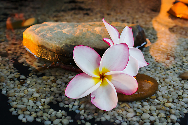 포토 JPG 해외이미지 식물 꽃 선 백그라운드 꽃무늬 휴식 따뜻함 사람없음 장식 물 평화 스파 벚꽃 조약돌 클래식 우아함 집중 명상 향기 발리 부드러움 환영 해외202004 해외포토 자연요소 섬 컨셉 무늬 돌_바위 감각 냄새 인도네시아 파일형식 이미지허브