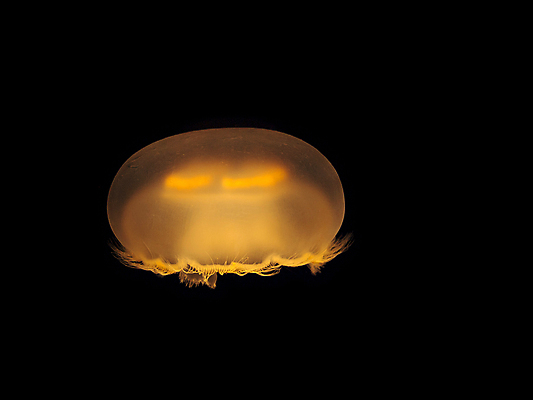 포토 JPG 해외이미지 한마리 사람없음 주황색 바닷속 수중동물 자포동물 해파리 해외202004 해외포토 동물 1 컬러 수중 파일형식 이미지허브