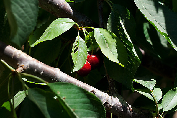 포토 JPG 해외이미지 나무 음식 과일 재료 사람없음 빨간색 나뭇가지 신선 체리 달콤 유기농 베리 흙더미 건강식 숙성 해외202004 해외포토 식물 웰빙 컬러 흙 맛 파일형식 더미 이미지허브