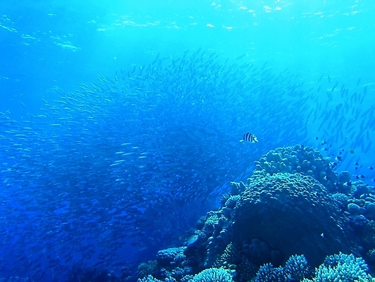 포토 JPG 해외이미지 식물 동물 야생동물 자연 표면 어류 사람없음 물 반사 수중 투명 스노클링 산호 잠수부 암초 동물상 해외202004 해외포토 자연요소 조형물 수중동물 수상스포츠 자포동물 전문직 생태계 파일형식 이미지허브