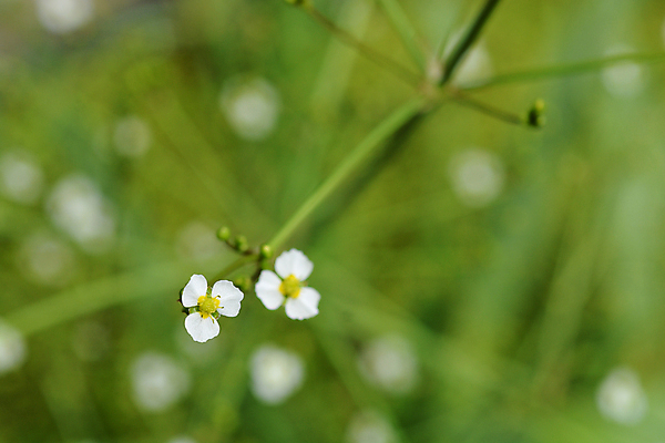 포토 JPG 해외이미지 식물 꽃 잎 자연 사람없음 야외 초록색 여름 정원 흰색 닫기 해외202004 해외포토 계절 컬러 모션 생태계 파일형식 이미지허브