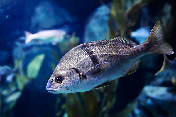 포토 JPG 해외이미지 사람없음 수중 수족관 해외202004 해외포토 파일형식 이미지허브