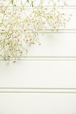 포토 JPG 해외이미지 식물 디자인 계절 꽃잎 꽃 꽃다발 결혼 백그라운드 컨셉 꽃무늬 자연 벽지 탁자 발렌타인데이 선물 사랑 사람없음 목재 장식 초록색 우주 봄 수확 벚꽃 흰색 신선 생일 개화 우아함 정상 다발 배열 심플 내추럴 구성 파스텔톤 해외202004 해외포토 나무 기념일 감정 컬러 가구 무늬 농업 재료 데이이벤트 이벤트 생태계 파일형식 이미지허브