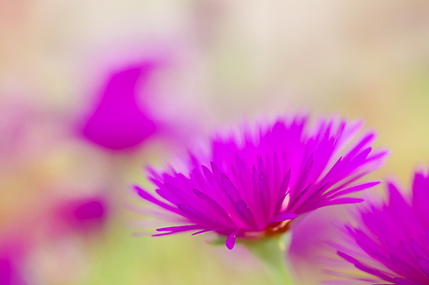 포토 JPG 해외이미지 식물 계절 꽃잎 꽃 분홍색 백그라운드 꽃무늬 자연 사람없음 장식 노란색 정원 봄 벚꽃 신선 개화 묘사 데이지 해외202004 해외포토 컬러 무늬 생태계 파일형식 이미지허브