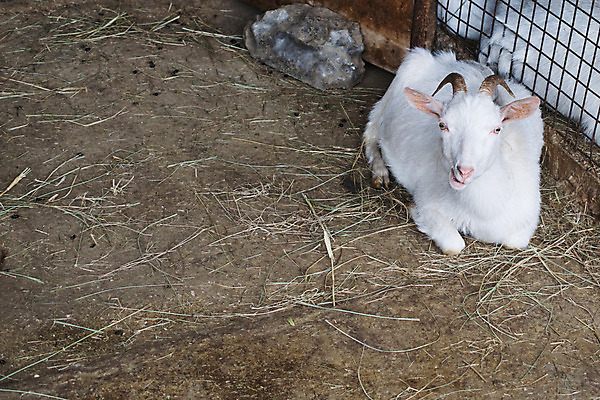 포토 JPG 해외이미지 동물 어린이 농업 포유류 자연 염소 털 사람없음 초록색 반려동물 농장 머리 가축 우유 흰색 시골 아기 양 작음 새장 양고기 양모 동물상 밭일 해외202004 해외포토 산업 컬러 유제품 육류 사람 신체부위 조형물 직물 크기 생태계 케이지 파일형식 이미지허브