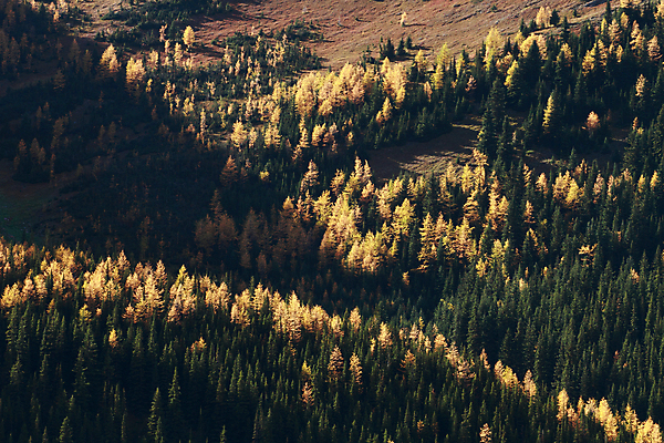 포토 JPG 해외이미지 나무 계절 캐나다 바람 산 사람없음 노란색 추위 가을 숲 시원함 10월 밴프 앨버타 로키산맥 해외202004 해외포토 자연요소 식물 컬러 북아메리카 날씨 날짜 파일형식 이미지허브