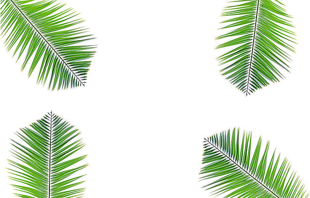 포토 JPG 해외이미지 나무 식물 줄기 백그라운드 잎 패턴 곡선 부분 자연 손바닥 사람없음 초록색 여름 성장 흰색 나뭇가지 숲 싱글 코코넛 내추럴 고립 해외202004 해외포토 손 계절 선 컬러 무늬 과일 생태계 파일형식 이미지허브