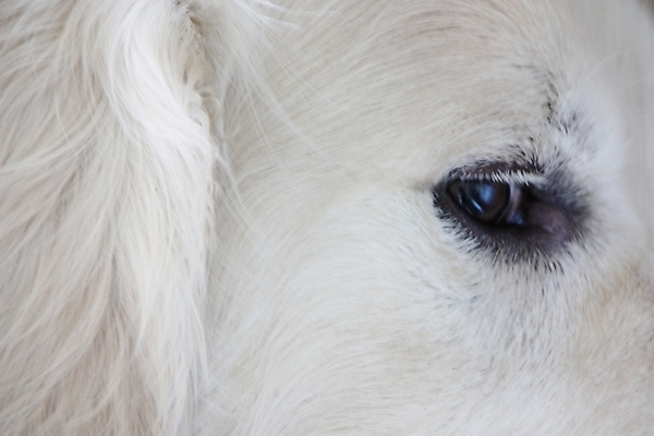 포토 JPG 해외이미지 동물 1 응시 휴식 털 실내 사람없음 반려동물 흰색 황금 개 강아지 래브라도리트리버 만족 코 사냥 귀 부드러움 주둥이 거짓말 유래 총구 해외202004 해외포토 시선 감정 컬러 컨셉 포유류 내부 신체부위 감각 리트리버 파일형식 이미지허브