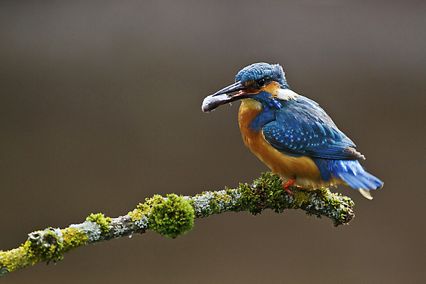 포토 JPG 해외이미지 동물 1 남자 유럽 야생동물 자연 조류 낚시 영국 어류 이끼 앉기 성인 사람없음 야외 가로 파란색 봄 나뭇가지 막대기 5월 깃털 싱글 사냥 부리 계산서 내추럴 물총새 카피스페이스 해외202004 해외포토 나무 계절 나라 컬러 모션 레저 사람 수중동물 공백 날짜 생태계 파일형식 이미지허브