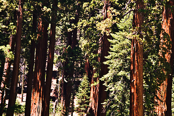 포토 JPG 해외이미지 나무 공원 자연 국립공원 3 풍경 잔디 사람없음 야외 목재 초록색 햇빛 태양 미국 소나무 황무지 숲 큼 캘리포니아 머리위 나무껍질 옛날 웅장함 전국 해외202004 해외포토 자연요소 식물 공공시설 컬러 북아메리카 재료 껍질 크기 생태계 파일형식 이미지허브