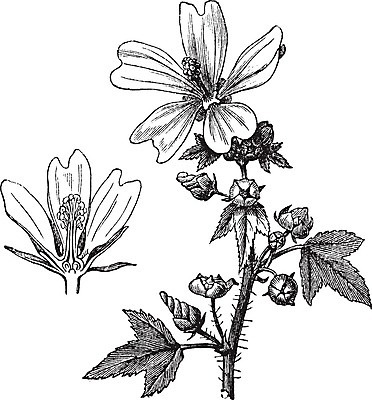EPS 해외이미지 식물 디자인 꽃 줄기 잎 일러스트 미술 장식 검은색 수확 골동품 흰색 개화 약초 큼 스케치 그림 판화 내추럴 고립 아욱 옛날 차단 해외202004 해외일러스트 컬러 농업 문화예술 풀_식물 크기 파일형식 벡터 이미지허브