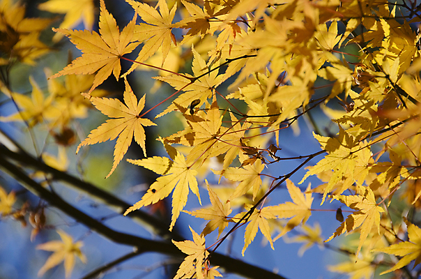 포토 JPG 해외이미지 나무 식물 줄기 백그라운드 단풍 잎 패턴 자연 하늘 휴식 사람없음 야외 목재 빨간색 파란색 빛 햇빛 태양 노란색 환경 일본 활발 성장 가을 신선 황무지 황금 숲 싱글 질감 심플 서식지 내추럴 생태학 완벽 해외202004 해외포토 자연요소 계절 교육 아시아 컬러 컨셉 무늬 재료 생태계 파일형식 이미지허브