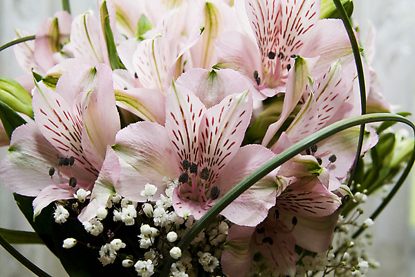 포토 JPG 해외이미지 모양 계절 꽃 선 백그라운드 곡선 자연 실내 사람없음 야외 장식 정원 보라색 봄 벚꽃 흰색 오픈 센터 중앙 배열 향기 아로마 꽃가루 꽃수술 해외202004 해외포토 식물 컬러 내부 가루 생태계 냄새 파일형식 이미지허브