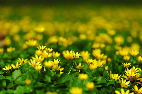 포토 JPG 해외이미지 식물 구름 계절 공원 꽃 백그라운드 잎 꽃무늬 밭 자연 날씨 부활절 발렌타인데이 풍경 사람없음 야외 빨간색 초록색 여름 빛 컬러풀 햇빛 농장 노란색 환경 정원 보라색 봄 벚꽃 축하 신선 닫기 숲 유기농 장면 내추럴 해외202004 해외포토 자연요소 웰빙 공공시설 기념일 컬러 컨셉 무늬 농업 모션 데이이벤트 태양 생태계 파일형식 이미지허브
