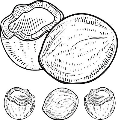 EPS 해외이미지 나무 식물 공원 아시아 여행 일러스트 태국 자연 휴가 따뜻함 손바닥 씨앗 야자수 농장 우유 견과류 껍질 낙서 스케치 그림 유기농 하와이 코코넛 고립 숙성 이국적 해외202004 해외일러스트 손 웰빙 공공시설 나라 농업 과일 유제품 미술 미국 생태계 파일형식 벡터 이미지허브