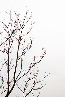 포토 JPG 해외이미지 나무 식물 1 계절 실루엣 백그라운드 패턴 자연 하늘 날씨 추상 건조 미술 서기 풍경 사람없음 야외 목재 환경 검은색 슬픔 가을 흰색 나뭇가지 죽음 고독 숲 싱글 가뭄 내추럴 고립 벌거벗은 엘리먼트 옛날 혼자 해외202004 해외포토 감정 컬러 무늬 재료 모션 문화예술 촬영기법 생태계 파일형식 이미지허브