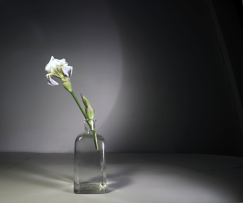 포토 JPG 해외이미지 식물 꽃잎 꽃 백그라운드 꽃무늬 유리 사람없음 장식 초록색 물 반사 새싹 정원 꽃병 힘 활발 에너지 벚꽃 흰색 시골 심볼 오브젝트 꽃가루 붓꽃 내추럴 스타일 해외202004 해외포토 자연요소 컬러 컨셉 무늬 재질 가루 파일형식 이미지허브