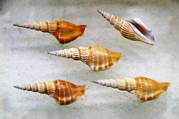 포토 JPG 해외이미지 동물 전통 디자인 옷 별 음식 모래 파도 바다 백그라운드 컨셉 패턴 바지 자연 표면 휴가 조개 불가사리 파노라마 종류 미술 사람없음 야외 장식 물 파란색 컬러풀 유행 환경 어둠 여러개 껍질 흰색 직물 도시 면 혼합 남색 수집 묘사 질감 땀 캔버스 가리비 섬유 내추럴 그런지 옛날 스타일 많음 해외202004 해외포토 자연요소 컬러 다수 무늬 하의 문화예술 어패류 극피동물 촬영기법 생태계 파일형식 이미지허브