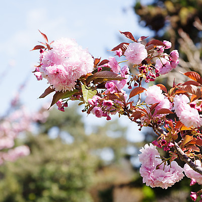포토 JPG 해외이미지 나무 식물 계절 공원 꽃잎 꽃 줄기 분홍색 자연 하늘 사람없음 야외 장식 태양 정원 일본 봄 벚꽃 흰색 나뭇가지 신선 개화 체리 4월 순수 내추럴 해외202004 해외포토 자연요소 공공시설 아시아 컬러 컨셉 과일 날짜 생태계 파일형식 이미지허브