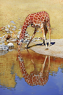 포토 JPG 해외이미지 동물 응시 음료 야생동물 포유류 아프리카 자연 사람없음 가로 물 반사 사막 황무지 큼 갈증 기린 사파리 갈기 남쪽 내추럴 남아프리카 칼라하리 해외202004 해외포토 자연요소 시선 나라 크기 방향 생태계 파일형식 이미지허브