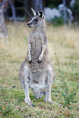 포토 JPG 해외이미지 동물 야생동물 여행 포유류 자연 휴가 국립공원 사람없음 호주 캥거루 동물상 해외202004 해외포토 공원 조형물 오세아니아 생태계 파일형식 이미지허브