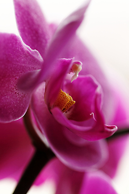 포토 JPG 해외이미지 식물 디자인 꽃잎 꽃 꽃다발 백그라운드 잎 꽃무늬 패턴 일러스트 자연 벽지 사랑 사람없음 야외 장식 여름 컬러풀 태양 봄 성장 벚꽃 신선 우아함 내추럴 스타일 해외202004 해외포토 자연요소 계절 감정 컬러 컨셉 무늬 생태계 파일형식 이미지허브