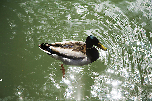 포토 JPG 해외이미지 동물 공원 호수 날개 자연 조류 오리 사람없음 초록색 물 강 태양 반사 수영 저수지 연못 깃털 꼬리 부리 대야 계산서 해외202004 해외포토 자연요소 공공시설 컬러 수상스포츠 생태계 파일형식 이미지허브