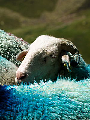 포토 JPG 해외이미지 농업 포유류 자연 산 사람없음 야외 파란색 가축 프랑스 양 그룹 부드러움 솜털 양고기 양모 밭일 신분증 해외202004 해외포토 동물 유럽 산업 컬러 육류 직물 감각 생태계 증명서 파일형식 이미지허브