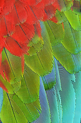 포토 JPG 해외이미지 동물 야생동물 백그라운드 패턴 날개 자연 조류 사람없음 빨간색 초록색 파란색 반려동물 컬러풀 노란색 황금 깃털 묘사 앵무새 진홍색 내추럴 강렬 아마존 이국적 해외202004 해외포토 컬러 무늬 생태계 파일형식 이미지허브