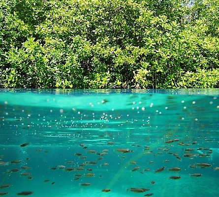 포토 JPG 해외이미지 전통 문화 호수 여행 학교 자연 멕시코 실내 어류 풍경 사람없음 초록색 물 파란색 미국 바위 신선 구멍 투명 아래 뿌리 지하 유카탄 마야 석호 내추럴 깊이 이국적 지질학 터키석 해외202004 해외포토 자연요소 교육 컬러 북아메리카 내부 수중동물 돌_바위 보석 방향 생태계 위치 마야문명 파일형식 이미지허브