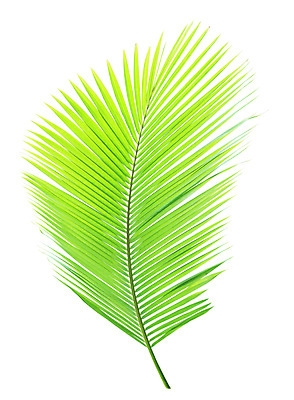 포토 JPG 해외이미지 나무 식물 줄기 백그라운드 잎 패턴 곡선 자연 손바닥 사람없음 초록색 성장 흰색 나뭇가지 숲 코코넛 고립 해외202004 해외포토 손 선 컬러 무늬 과일 생태계 파일형식 이미지허브