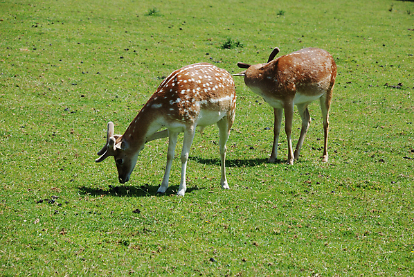 포토 JPG 해외이미지 동물 유럽 야생동물 포유류 자연 사람없음 걷기 동물상 아기사슴 해외202004 해외포토 나라 새끼 모션 사슴 조형물 생태계 파일형식 이미지허브