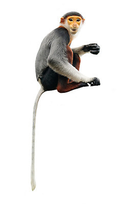 포토 JPG 해외이미지 동물 응시 아시아 얼굴 야생동물 백그라운드 포유류 털 사람없음 빨간색 검은색 흰색 원숭이 멸종 고립 해외202004 해외포토 시선 나라 컬러 신체부위 파일형식 이미지허브