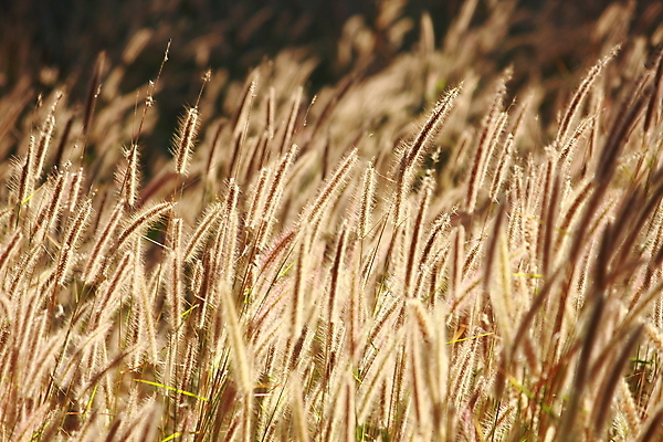 포토 JPG 해외이미지 꽃 백그라운드 잎 자연 사람없음 햇빛 갈색 노란색 침묵 그룹 황금 해외202004 해외포토 식물 컬러 태양 소리 생태계 파일형식 이미지허브