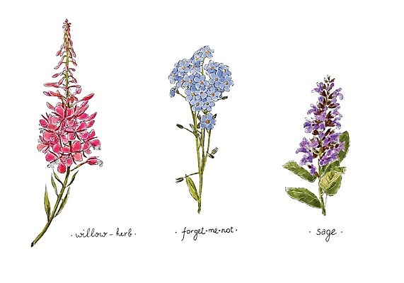 EPS 해외이미지 꽃 줄기 잎 꽃무늬 일러스트 수채화 사람없음 버드나무 제비꽃 세이지 해외202004 해외일러스트 나무 식물 무늬 파일형식 벡터 이미지허브