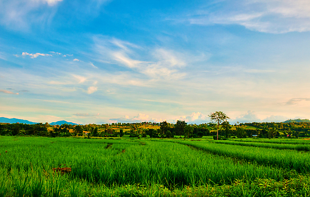 포토 JPG 해외이미지 구름 문화 음식 백그라운드 밭 농업 태국 자연 밥 건강 옥수수 풍경 사람없음 야외 초록색 여름 파란색 농장 농경지 평화 환경 수확 성장 시골 신선 오픈 그림 유기농 자원 밭일 생태학 평야 그리너리 해외202004 해외포토 자연요소 웰빙 계절 교육 산업 아시아 컬러 컨셉 곡류 생태계 파일형식 트랜드컬러 이미지허브