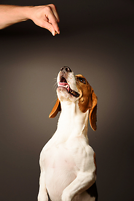 포토 JPG 해외이미지 동물 회색배경 실내 서기 사람없음 반려동물 올려보기 점 개 비글 송곳니 유래 해외202004 해외포토 백그라운드 포유류 모션 내부 회색 치아 파일형식 이미지허브