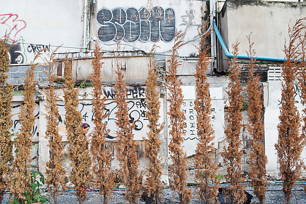 포토 JPG 해외이미지 나무 디자인 문화 벽 여행 백그라운드 일러스트 건축양식 벽돌 거리 건조 미술 사람없음 야외 장식 검은색 도시 그래피티 그림 쿠바 타운 동쪽 아바나 해외202004 해외포토 식물 건축 컬러 문화예술 중앙아메리카 낙서 방향 파일형식 이미지허브