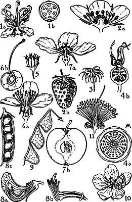 EPS 해외이미지 꽃 선 일러스트 미술 검은색 수확 흰색 그림 질서 판화 아카시아 해외202004 해외일러스트 나무 식물 컬러 농업 문화예술 예절 파일형식 벡터 이미지허브