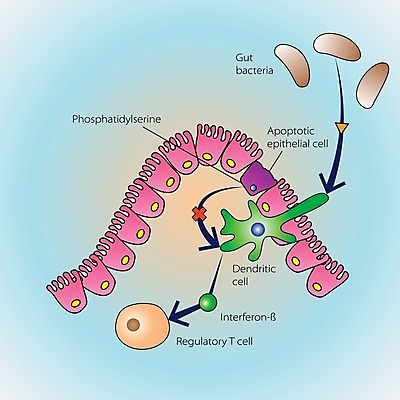 EPS 해외이미지 과학 신체 일러스트 해부 세포 건강 사람 치료 약 펼침 죽음 조직 오르간 바이러스 질병 시스템 알레르기 규정 면역력 염증 제어 침범 해외202004 해외일러스트 의학 모션 건반악기 파일형식 벡터 이미지허브