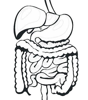 EPS 해외이미지 클립아트 남자 과학 십자가 신체 일러스트 부분 해부 근육 건강 사람 머리 입 조직 오르간 치아 만화 혀 심볼 그림 간 시스템 몸통 췌장 지라 해외202004 해외일러스트 의학 신체부위 소화기관 장기_의학 건반악기 파일형식 벡터 이미지허브