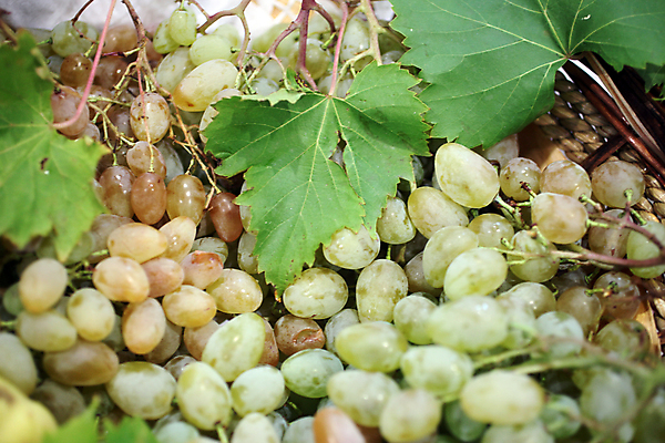 포토 JPG 해외이미지 주간 나무 식물 계절 열매 산업 낙엽 잎 밭 농업 과일 하늘 포도 경사 사람없음 초록색 농장 와인 수확 가을 나뭇가지 시골 원형 달콤 발사 다발 포도밭 포도나무 크로아티아 시트 땅바닥 밭일 줄서기 해외202004 해외포토 자연요소 도형 유럽 컬러 모션 바닥 주류 맛 과일나무 파일형식 이미지허브
