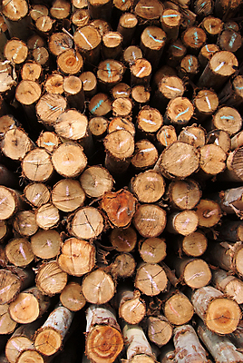 포토 JPG 해외이미지 나무 전통 산업 백그라운드 패턴 사람없음 야외 목재 갈색 쌓기 환경 에너지 화물 반지 소나무 원형 거친 그룹 주식 숲 장작 자르기 묘사 준비 질감 나무껍질 수납 자원 흙더미 다리찢기 내추럴 수목 개조 해외202004 해외포토 도형 식물 컬러 무늬 재료 장신구 모션 금융 흙 운송업 껍질 파일형식 더미 이미지허브