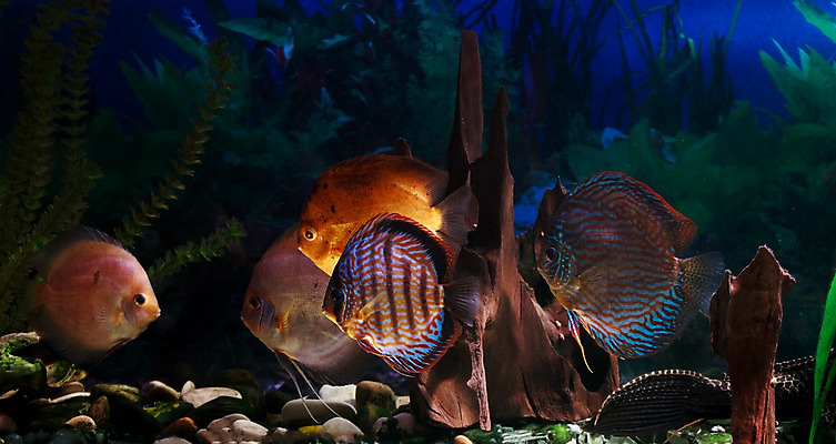 포토 JPG 해외이미지 식물 동물 바다 자연 어류 사람없음 장식 빨간색 초록색 물 강 노란색 수중 미국 해조류 암초 수족관 깊이 민물 아마존 이국적 해외202004 해외포토 자연요소 컬러 북아메리카 수중동물 해양식물 생태계 파일형식 이미지허브