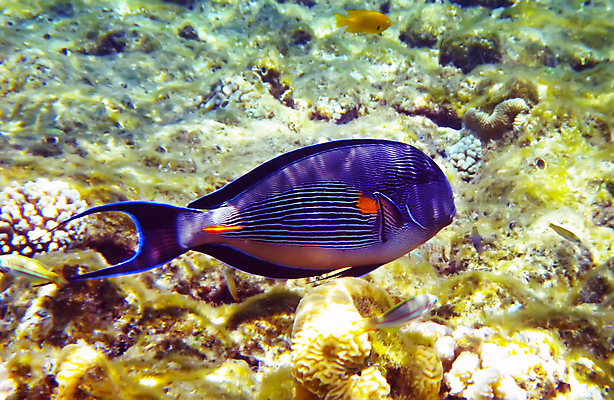 포토 JPG 해외이미지 야생동물 바다 여행 자연 이집트 어류 사람없음 물 파란색 수중 산호 암초 수족관 홍해 깊이 해외202004 해외포토 자연요소 동물 컬러 아프리카 수중동물 자포동물 생태계 파일형식 이미지허브
