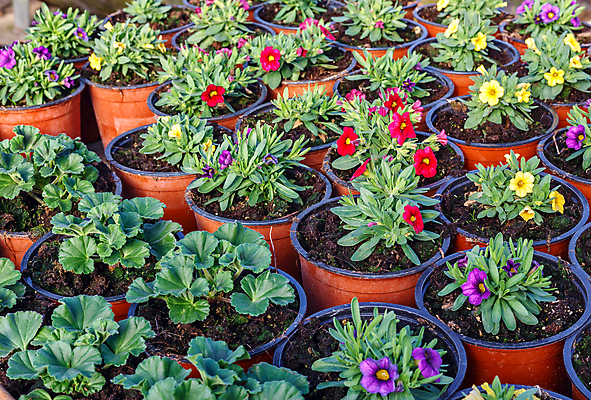 포토 JPG 해외이미지 식물 꽃 산업 지구 잎 패턴 농업 채소 자연 실내 사람없음 초록색 농장 환경 정원 흙 봄 놀이방 성장 보호 냄비 에코 유기농 원예 먼지 내추럴 땅바닥 모종 심기 온실 세련 해외202004 해외포토 웰빙 계절 컬러 컨셉 무늬 모션 바닥 취미 내부 솥 생태계 파일형식 이미지허브